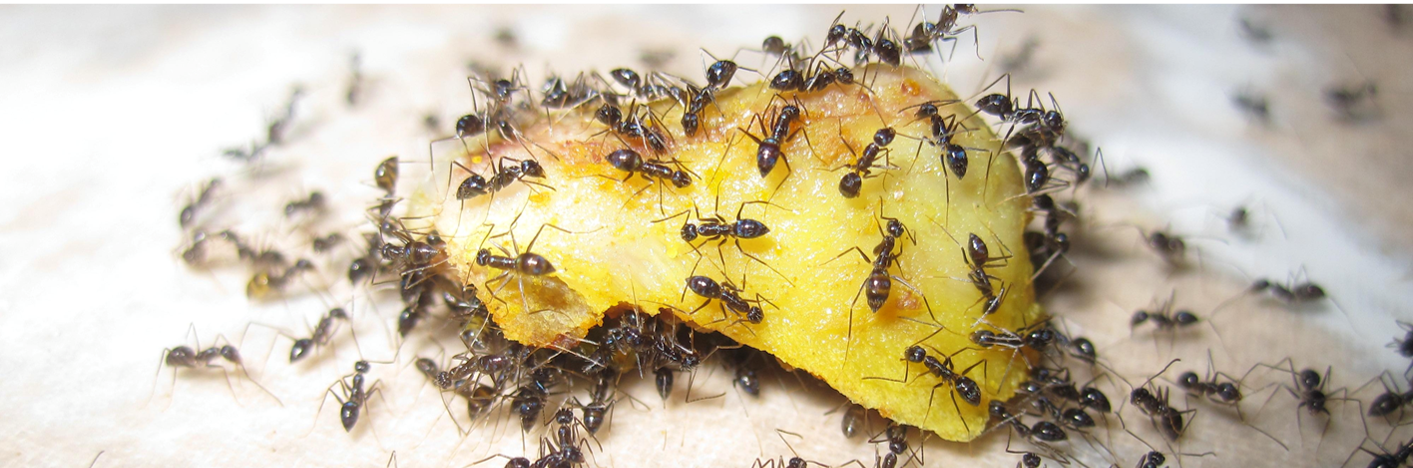 Slideshow image of ants