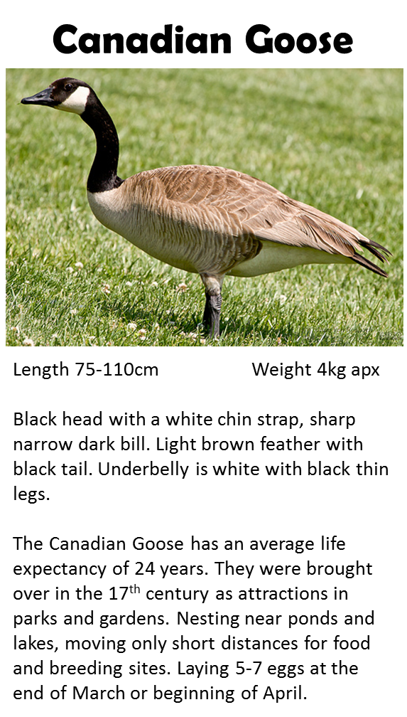 Bird species
