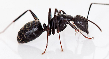 Ants none exotic