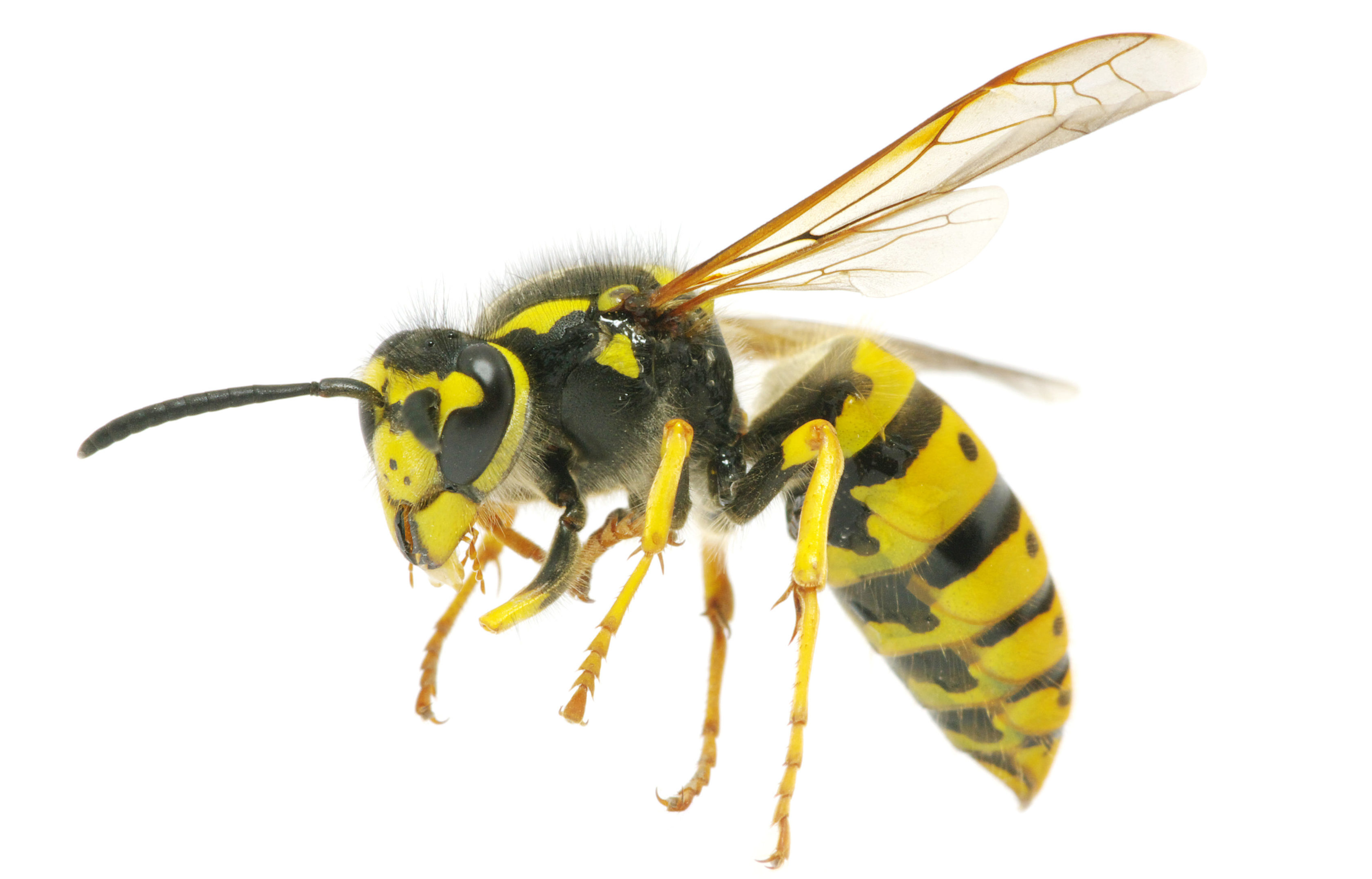 Image of Wasps